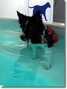 Cherrytree Canine  Hydrotherapy Kent -  Gallery 3
